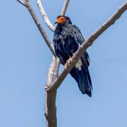 Black Caracara