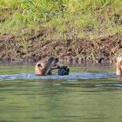 Giant Otters