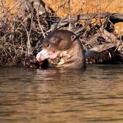 Giant Otter