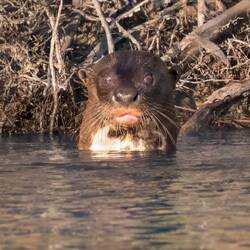 Giant Otter