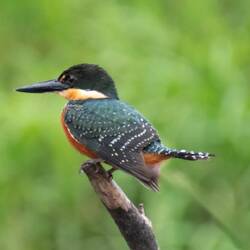 American Pygmy Kingfisher