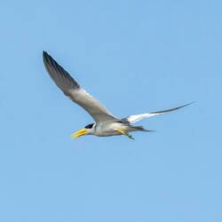 Large billed Tern