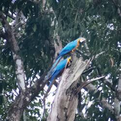 Blue and Yellow Macaws