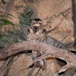 Scissor tailed Nightjar