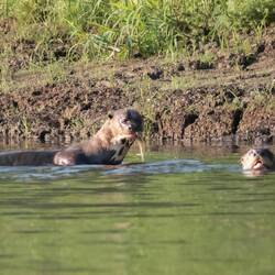 Giant Otters