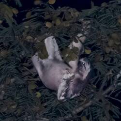 Sloth during night excursion