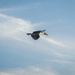 White-throated Toucan