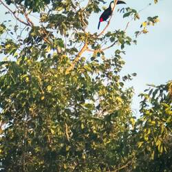 White-throated Toucan