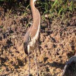 Immature Agami Heron