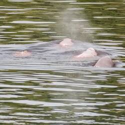 Pink river dolphins