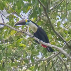White-throated Toucan