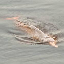 Pink river dolphin