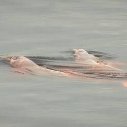 Pink river dolphins