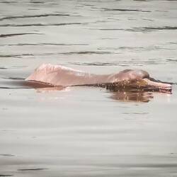 Pink river dolphin