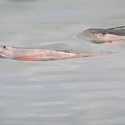Pink river dolphins