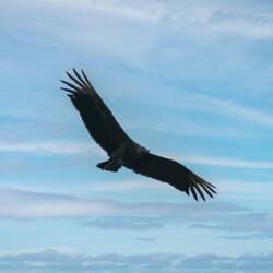 Black Vulture