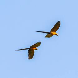 Blue and Yellow Macaws