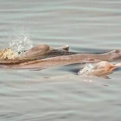 Pink river dolphins