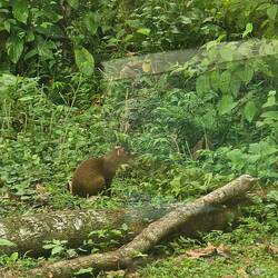 Beim spühlen bekamen wir Besuch von einem Aguti
