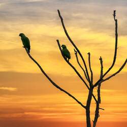 Parrots at sunset