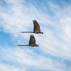 Blue and Yellow Macaws