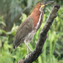 Rufescent Tiger Heron
