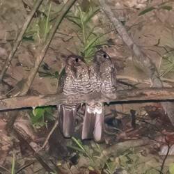 Scissor tailed Nightjars