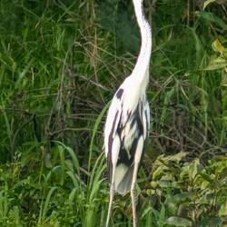 Cocoi Heron
