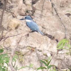 Ringed Kingfisher (female)
