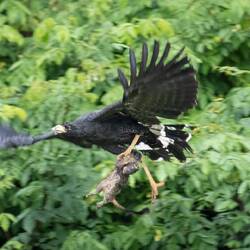 Common Black Hawk