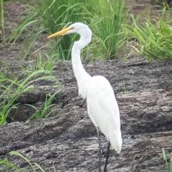Great Egret