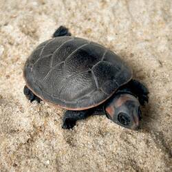 Hatchling turtle ready for release