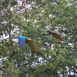 Blue and Yellow Macaws