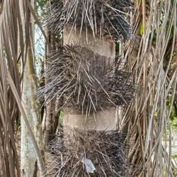 Spiky palm tree