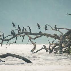 Cormorants