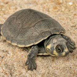 Hatchling turtle ready for release