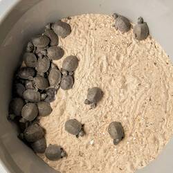 Hatchling turtles ready for release