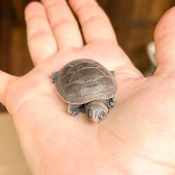 Hatchling turtle ready for release