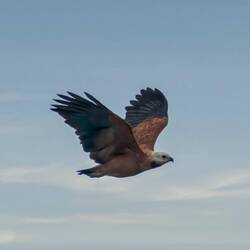 Black-collared Hawk