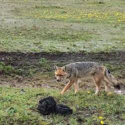 Andenfuchs an der Straße