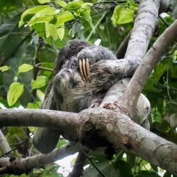 Sloth at Lake Janauari Ecological Park