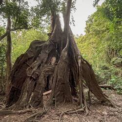 Old buttress tree roots at Lake Janauari Ecological Park