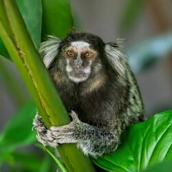 Sagui monkey