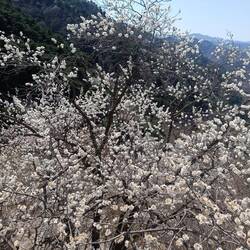 Blüten direkt an der Mauer
