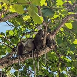 Monkeys hanging around...