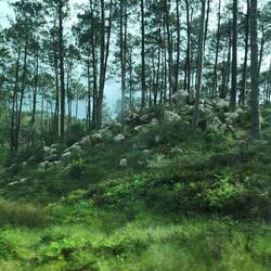 Forest outside Sintra