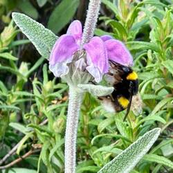 Matagallo attracted bees on the botanic trail
