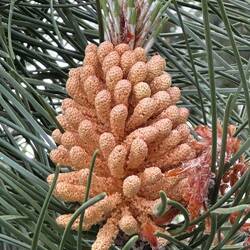 A new pinecone forming!
