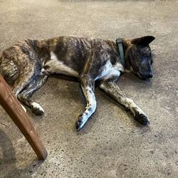 New day, same Hundekaffi 🥰☺️