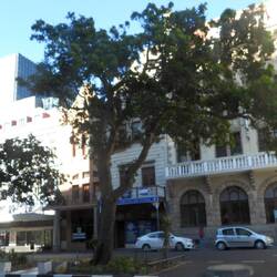 The slave tree where they were bought and sold by auction